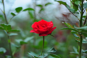 red rose in the garden