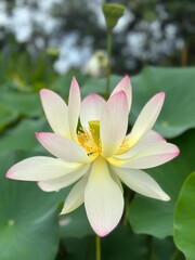 Lotus flower with pale pink petals and yellow stamens blooming on pond surface.