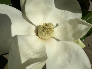 Close-up of white flower petals with central stamens in soft daylight. Macro floral photography.