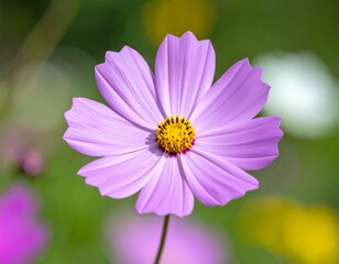 Obraz premium 초점 맞춘 보라 코스모스 꽃 클로즈업 Close-Up of Purple Cosmos Flower in Focus