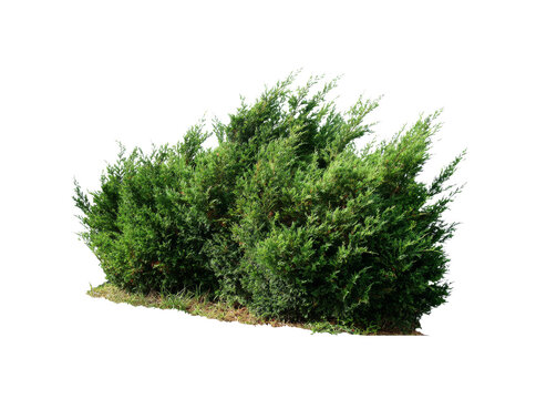 Lush green juniper bush hedge landscape element, Isolated On White, Transparent Background, Png Cut Out