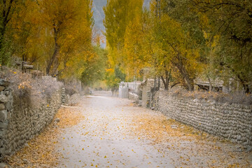 Dirt road between the autumn trees on the way to Hushe valley and Gasherbrum glacier in the karakoram mountains range