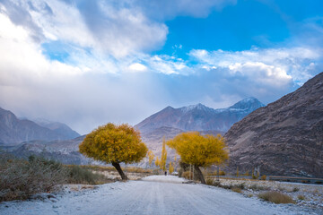 Dirt road between the autumn trees on the way to Hushe valley and Gasherbrum glacier in the karakoram mountains range