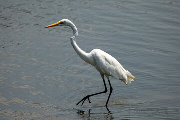 white heron looking for food