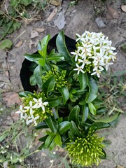 The new plant has white flowers
