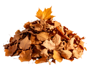 Pile of dried autumn leaves, mostly brown and tan, with a single yellow leaf on top, isolated on transparent background.