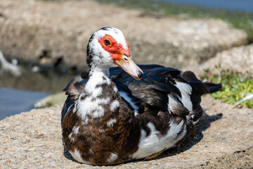 duck in the water