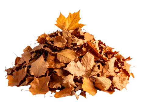 Pile of dried autumn leaves, mostly brown and tan, with a single yellow leaf on top, isolated on transparent background.