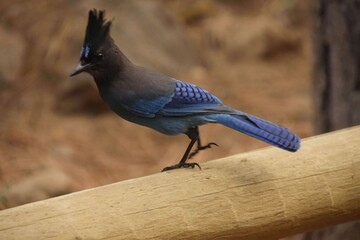 Steller's jay  Cyanocitta stelleri