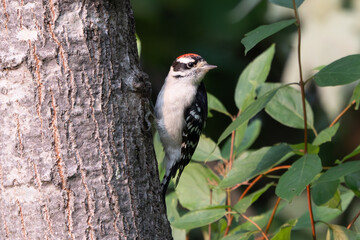 Downy Woodpecker Male