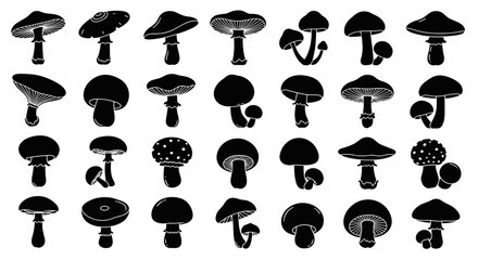 Assorted Mushroom Illustrations, a Black and White Fungal Collection