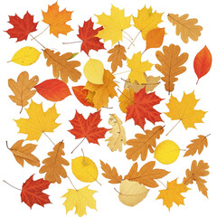Obraz premium autumn leaves background