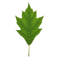 maple leaf isolated on white background