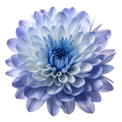 Delicate blue and white chrysanthemum flower isolated on transparent background