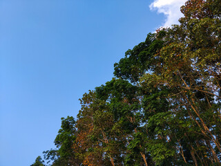 photo of a rubber tree forest with tall trunks and green leaves, captured in warm daylight. Peaceful natural atmosphere with soft lighting.
