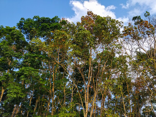 photo of a rubber tree forest with tall trunks and green leaves, captured in warm daylight. Peaceful natural atmosphere with soft lighting.