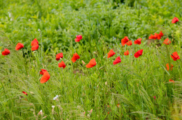 Poppy flower among green grass on blue sky background.