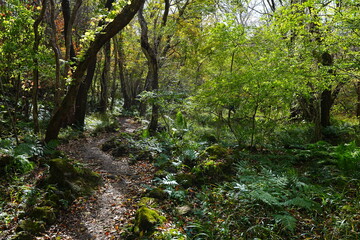 refreshing autumn forest and fine path