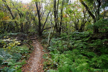 refreshing autumn forest and fine path