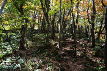 autumn path with autumnal tints
