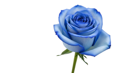 Captivating Blue Rose Blooms Gracefully Against a Dark Backdrop, Displaying Elegance