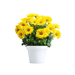 Yellow flowers in white pot