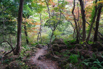 autumn path with autumnal tints