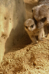 Meerkats Peering from Shade