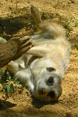 Playful Meerkat Lying Upside Down