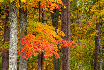 A maple branch with red, gold, and green leaves among tree trunks