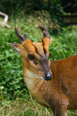 Muntjac Deer Standing on Grass