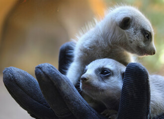 Two Baby Meerkats Rest in Gloves