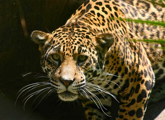 Leopard Crouching in Enclosure