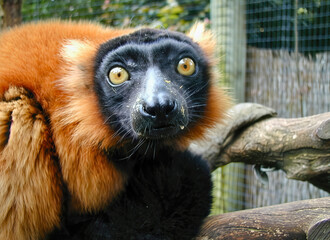 Red Ruffed Lemur Looking Wide-Eyed
