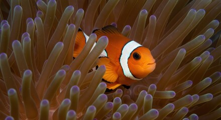 Clownfish in anemone (2)