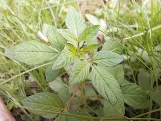 Maman lanang ( Cleome rutidosperma ) is a weed plant that is included in one of the members of the cleomaceae family . This plant is locally known as maman lanang, maman ungu or maman laki.