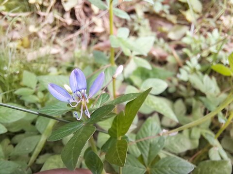 Maman lanang ( Cleome rutidosperma ) is a weed plant that is included in one of the members of the cleomaceae family . This plant is locally known as maman lanang, maman ungu or maman laki.