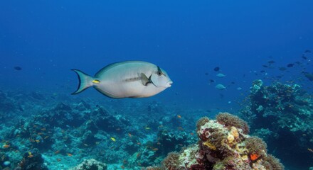 Underwater coral reef scene (3)