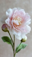 Obraz premium Delicate pink peony with buds on soft background