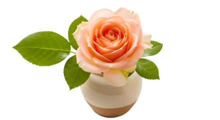 Rose Bloom Sits Elegantly in Vase Against Black Backdrop, Showcasing Delicate Petals