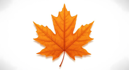 Fototapeta premium Autumnal Maple Leaf: Vibrant Fall Foliage