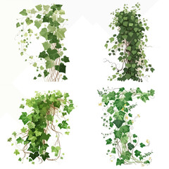 Collection of four detailed illustrations of ivy plants, each set against a plain white background.  The vines and leaves are depicted in varying styles and arrangements.