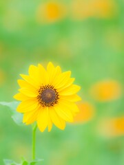 夏から秋の公園や花壇を彩るヒマワリ（ミニヒマワリ）のある風景。自然風景素材。日差しでやわらかくボケた景色。ぼんやりした花畑のイメージ。
