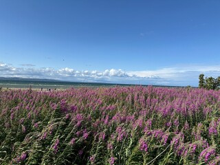 Obraz premium field of purple flowers under a blue sky at the beach in Scotland