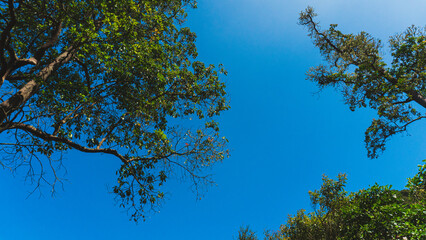 Looking up at a tree canopy filled with green leaves.