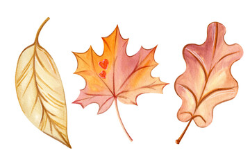 Fototapeta premium Autumn fallen red oak leaf, maple, leaf fall, foliage with veins. Set of isolated. Hand drawn watercolor illustration. Autumn season, clip art for fashion design, postcard, invitation, dishes, decor