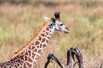 Close-up of a young Masai Giraffe - Giraffa tippelskirchi- feeding from acacia trees in the Serengeti, Tanzania