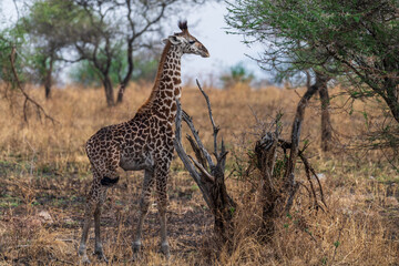 Close-up of Masai Giraffe - Giraffa tippelskirchi- feeding off acacia trees in the Serengeti, Tanzania