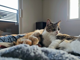 A peaceful tabby cat looks on while an orange cat naps, snuggled together on a bed. This cozy...