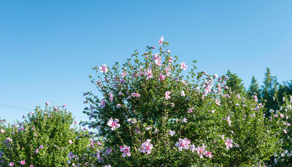 나주 산림자원연구소의 무궁화 꽃동산